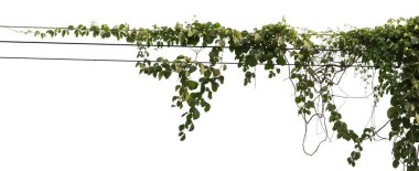 Plant tropical foliage vine, Ivy green hang isolated on white background, clipping path clipart
