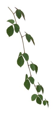 Asma bitkisine tırmanma beyaz arka planda izole edildi. Kesme yolu