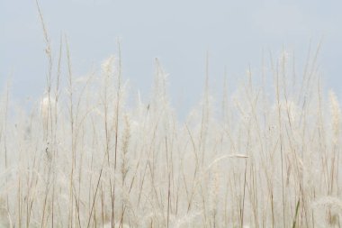 Yumuşak, ılık ışıkta çayır çiçekleri. Klasik sonbahar manzarası bulanık doğal arkaplan