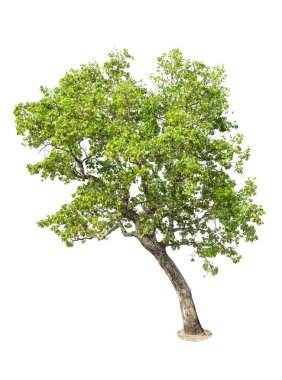 Ağaç Isolated beyaz arka planda, nesne öğesi tasarım için.