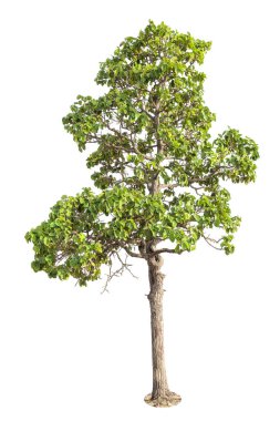 Ağaç, izole ağaç beyaz arka planda, ağaç nesne öğesi tasarım için.