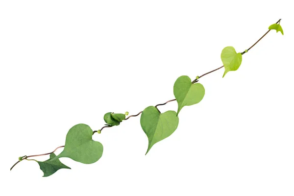 Plante Vigne Isolée Sur Fond Blanc Sentier Coupe — Photo