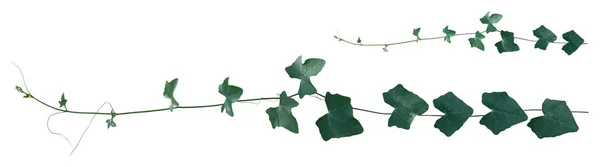 植物热带叶状藤蔓 常春藤绿色 在白色背景上隔离 剪枝路径 — 图库照片