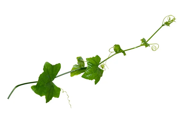 Plante Vigne Grimpant Isolé Sur Fond Blanc Sentier Coupe — Photo