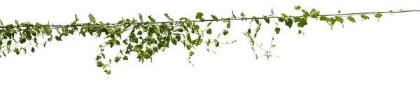 Planta Follaje Tropical Vid Verde Hiedra Cuelgan Aislado Sobre Fondo —  Fotos de Stock