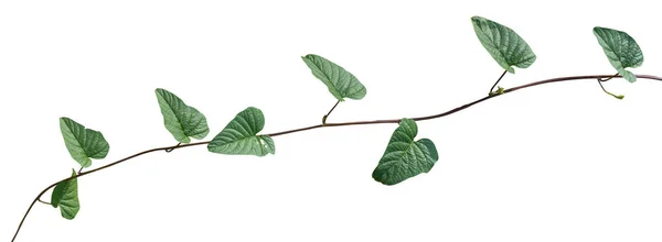 Vereinzelte Rebpflanze Auf Weißem Hintergrund Steilpfad — Stockfoto