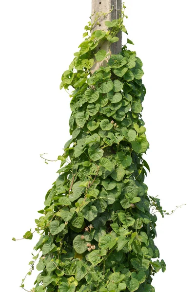 Növény Trópusi Lombozat Szőlő Ivy Zöld Hang Elszigetelt Fehér Háttér — Stock Fotó