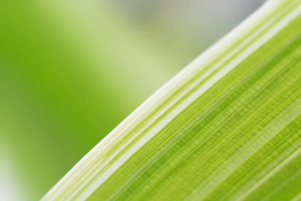 Pozadí Zelené Listy Ekologie Zeleň Čisté Měkké Textury — Stock fotografie