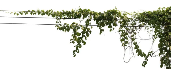 Növény Trópusi Lombozat Szőlő Ivy Zöld Hang Elszigetelt Fehér Háttér — Stock Fotó