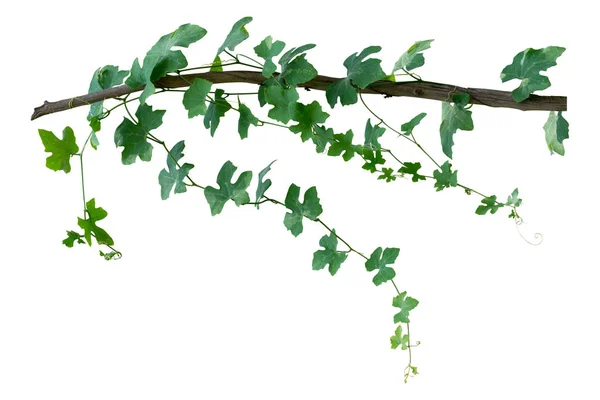 Tropikal Yaprak Sarmaşığı Sarmaşık Yeşili Asma Beyaz Arka Planda Izole — Stok fotoğraf