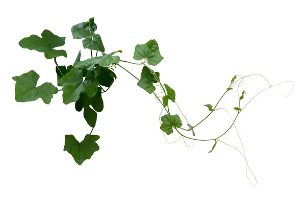 Vine Plant Climbing Isolated White Background Clipping Path — Stock Photo, Image