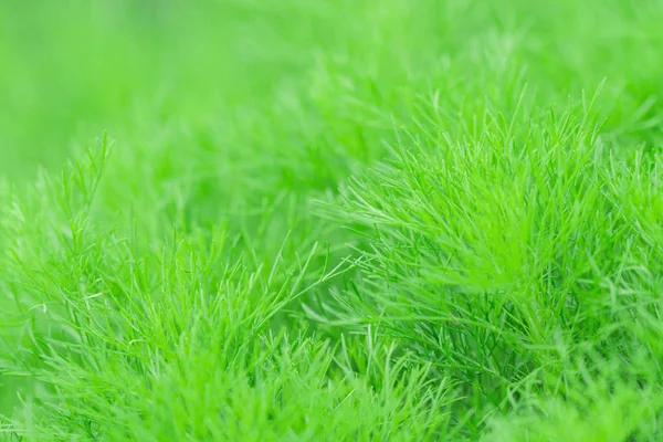 Textura Fondo Verde Eneldo —  Fotos de Stock