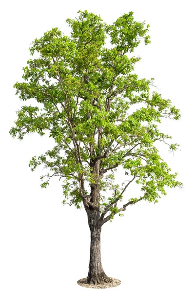 Δέντρο Απομονωμένη Άσπρο Φόντο Αντικείμενο Στοιχείο Για Σχεδιασμό — Φωτογραφία Αρχείου