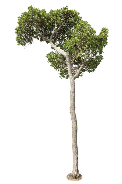 Baum Isoliert Auf Weißem Hintergrund Objektelement Zur Gestaltung — Stockfoto