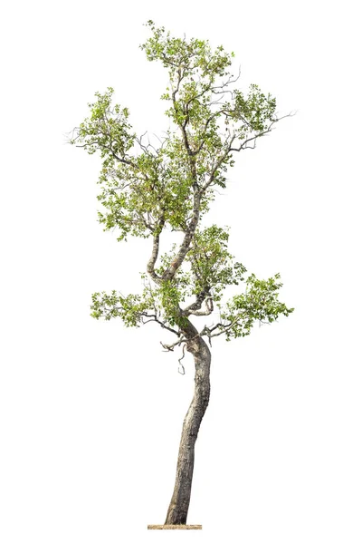 Дерево Ізольовано Білому Тлі Елемент Єкта Дизайну — стокове фото