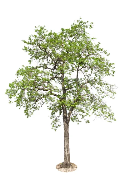 白い背景に デザインのオブジェクト要素の木免 — ストック写真