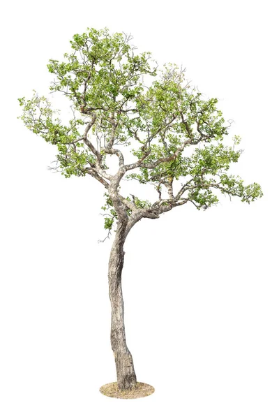 在白色背景上隔离的树 用于设计的对象元素 — 图库照片