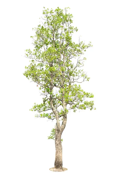 Дерево Изолировано Белом Фоне Объект Элемент Дизайна — стоковое фото