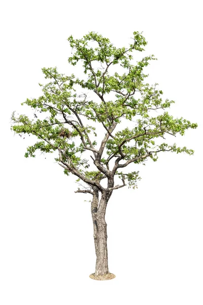 Albero Albero Isolato Sfondo Bianco Elemento Oggetto Albero Design — Foto Stock