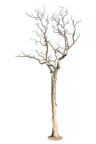 在白色背景上隔离的树 用于设计的对象元素 — 图库照片