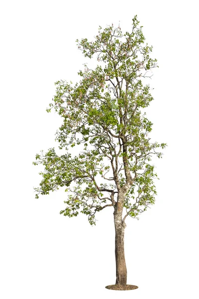 Árbol Árbol Aislado Sobre Fondo Blanco Árbol Elemento Objeto Para —  Fotos de Stock