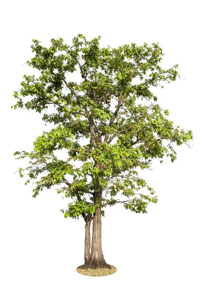 白色背景上的隔离树 用于设计的树对象元素 — 图库照片