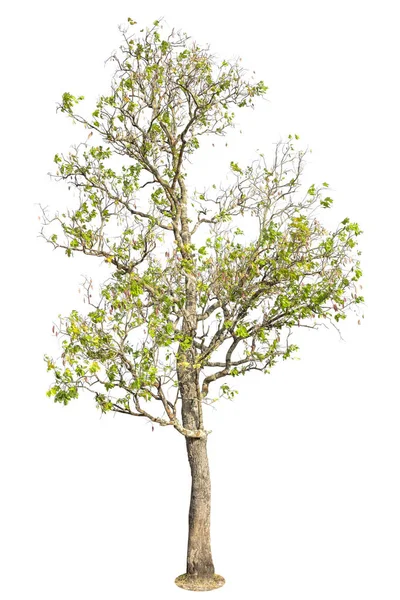 Albero Albero Isolato Sfondo Bianco Elemento Oggetto Albero Design — Foto Stock