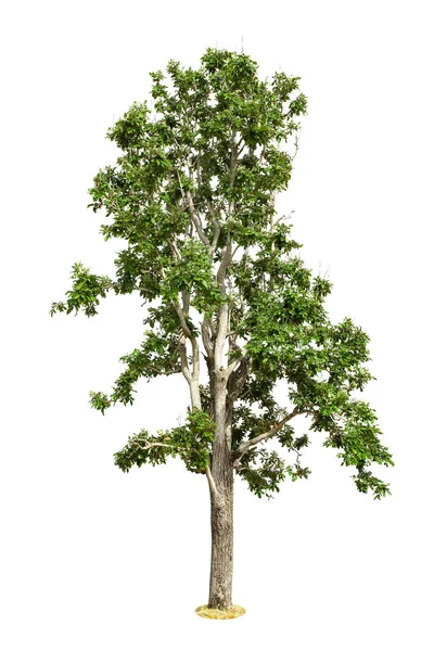 Albero Isolato Sfondo Bianco — Foto Stock