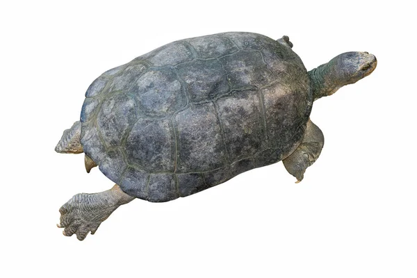 Schildkröte Isoliert Auf Weißem Hintergrund Clipping Path — Stockfoto