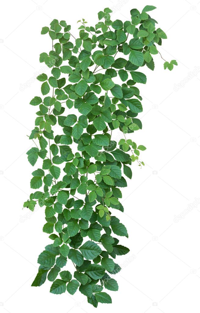 Plant tropical foliage vine, Ivy green hang isolated on white background, clipping path