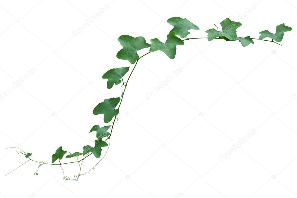 vine plant climbing isolated on white background. Clipping path