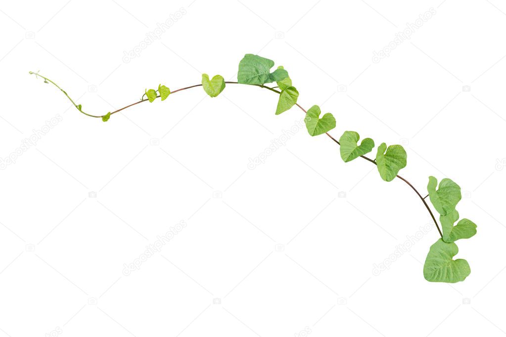 Isolated vine plant on white background. Clipping path