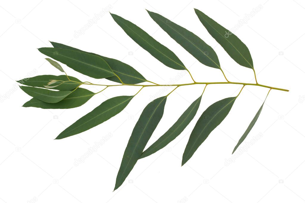 Eucalyptus branch isolated on white background with clipping path