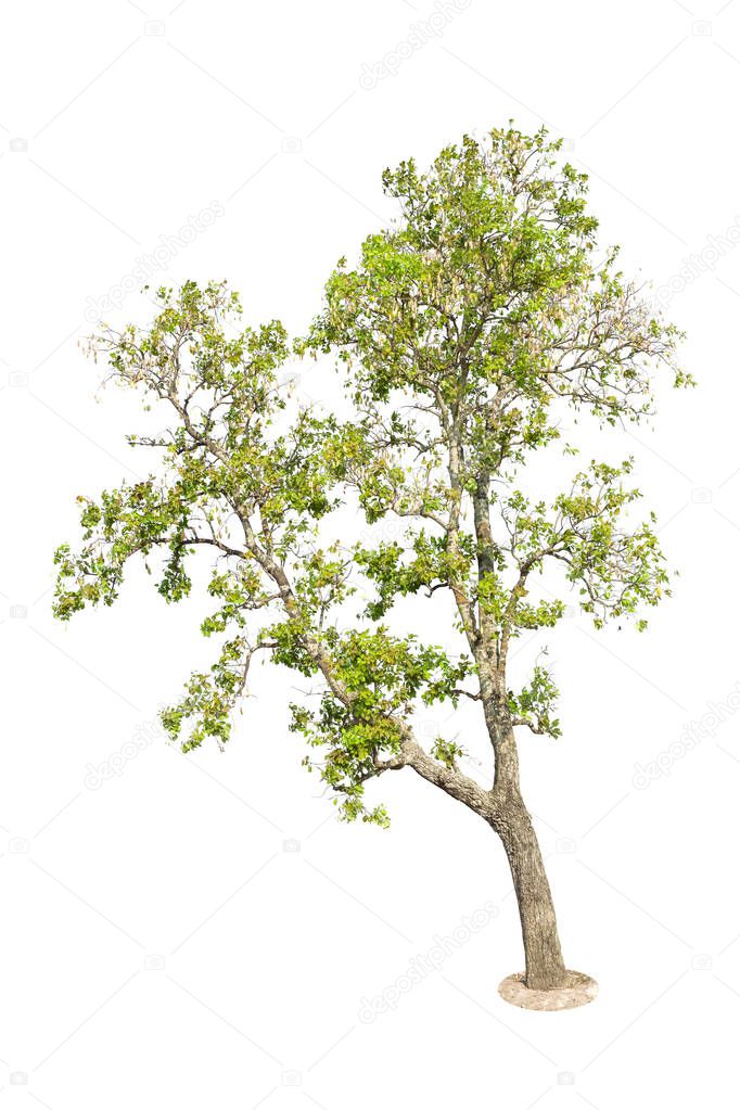 Tree Isolated on white background, Object element for design.