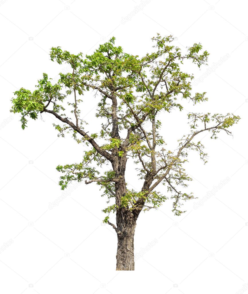 Tree, Isolated Tree on white background, Tree object element for design.