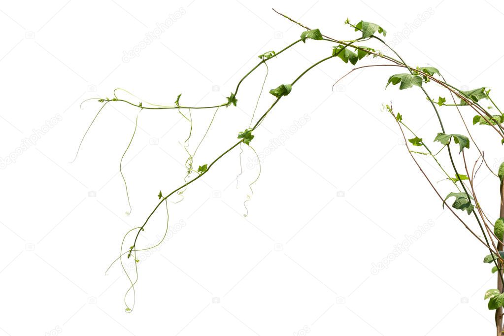 Vine Branch, Vine leaves on white background