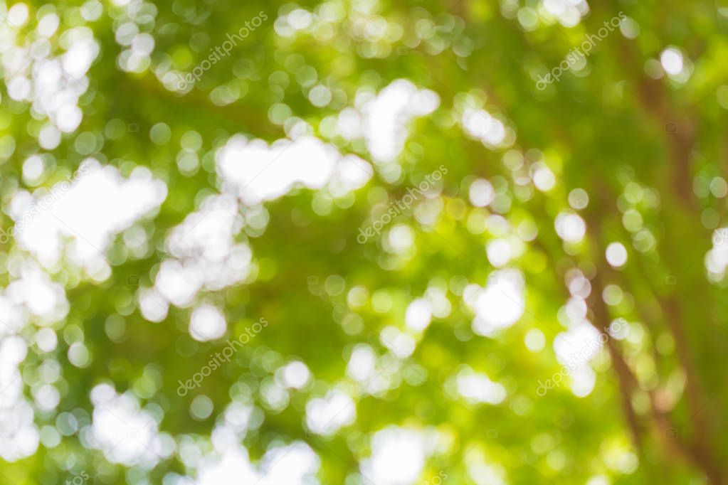 Bokeh circle, Green leaves and tree blur background
