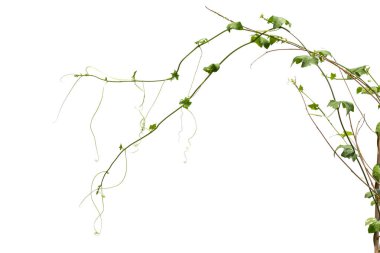 Asma dalı, asma beyaz zemin üzerine bırakır.