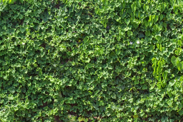 Liaan tak, druivenbladeren op muur achtergrond — Stockfoto