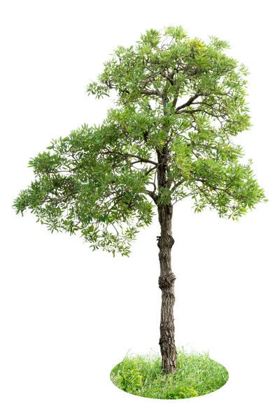 Árvore com grama isolada no fundo branco — Fotografia de Stock