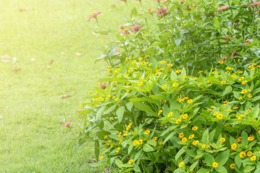 Bahçede çiçekile gün batımı