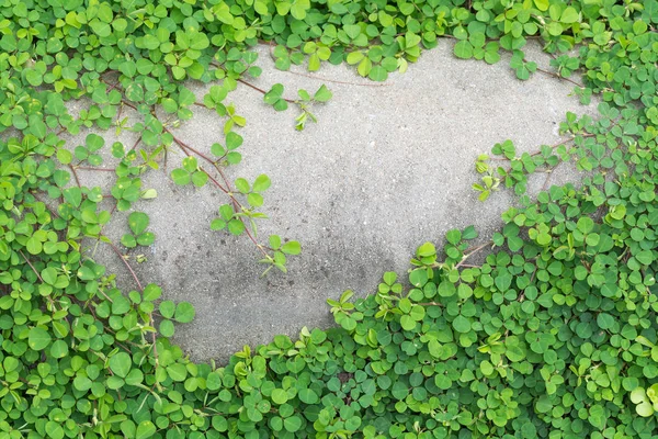 Vine tak frame op muur achtergrond — Stockfoto