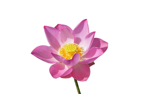 Rosa Lotusblume isoliert auf weißem Hintergrund — Stockfoto