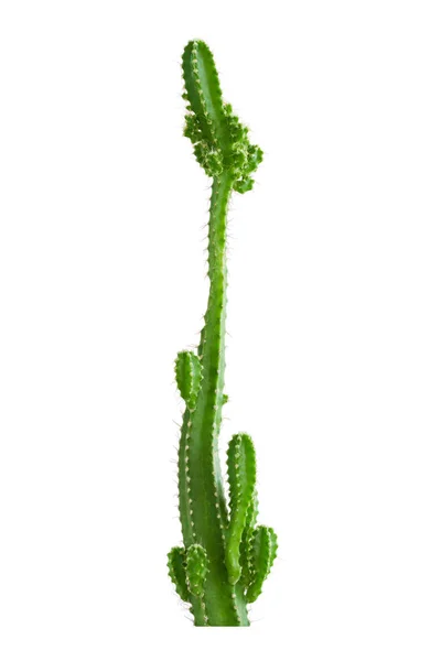 Kaktusväxter isolerade på vit bakgrund — Stockfoto