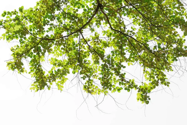 Monkey apple branch leaves on white background — Stock Photo, Image
