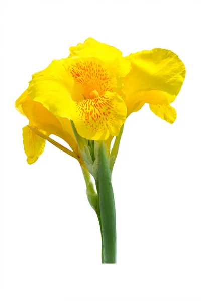 Λουλούδια κρίνο canna κίτρινο σε άσπρο φόντο. Διαδρομή αποκοπής — Φωτογραφία Αρχείου