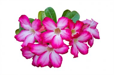 Adenium çiçek pembe beyaz arka plan, Kırpma yolu izole