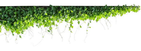 Vine plants isolate on white background — Stock Photo, Image