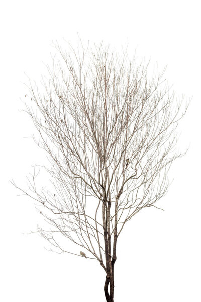 dry tree isolated on white background