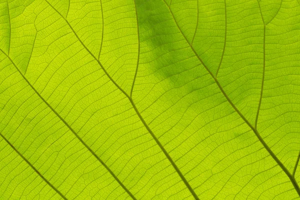 Hoja verde textura fondo — Foto de Stock